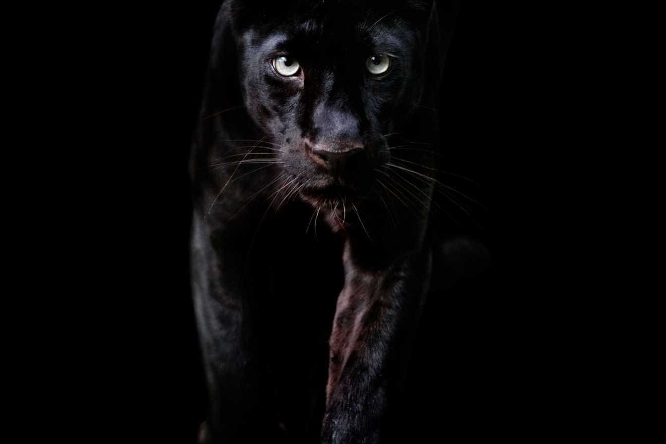 panthere-noire-3